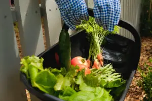 DIY Small Vegetable Garden Summer Harvest | Simply Living NC