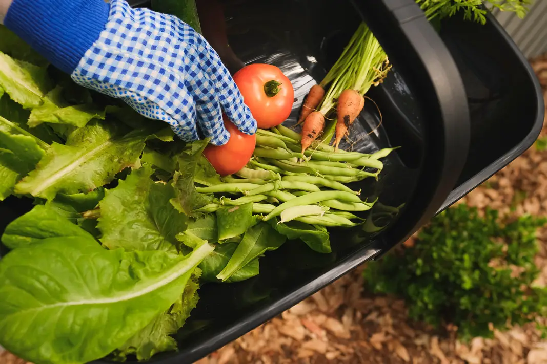 DIY Small Vegetable Garden Summer Harvest | Simply Living NC