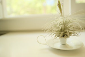 Air Plant Simple Care Guide of the Tillandsia | Simply Living NC