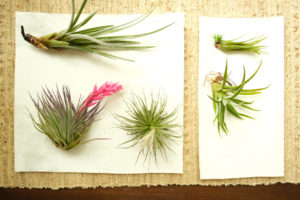 Air Plant Simple Care Guide of the Tillandsia | Simply Living NC