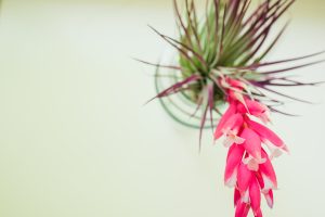 Types of Air Plants in the Tillandsia Family Simply Living NC