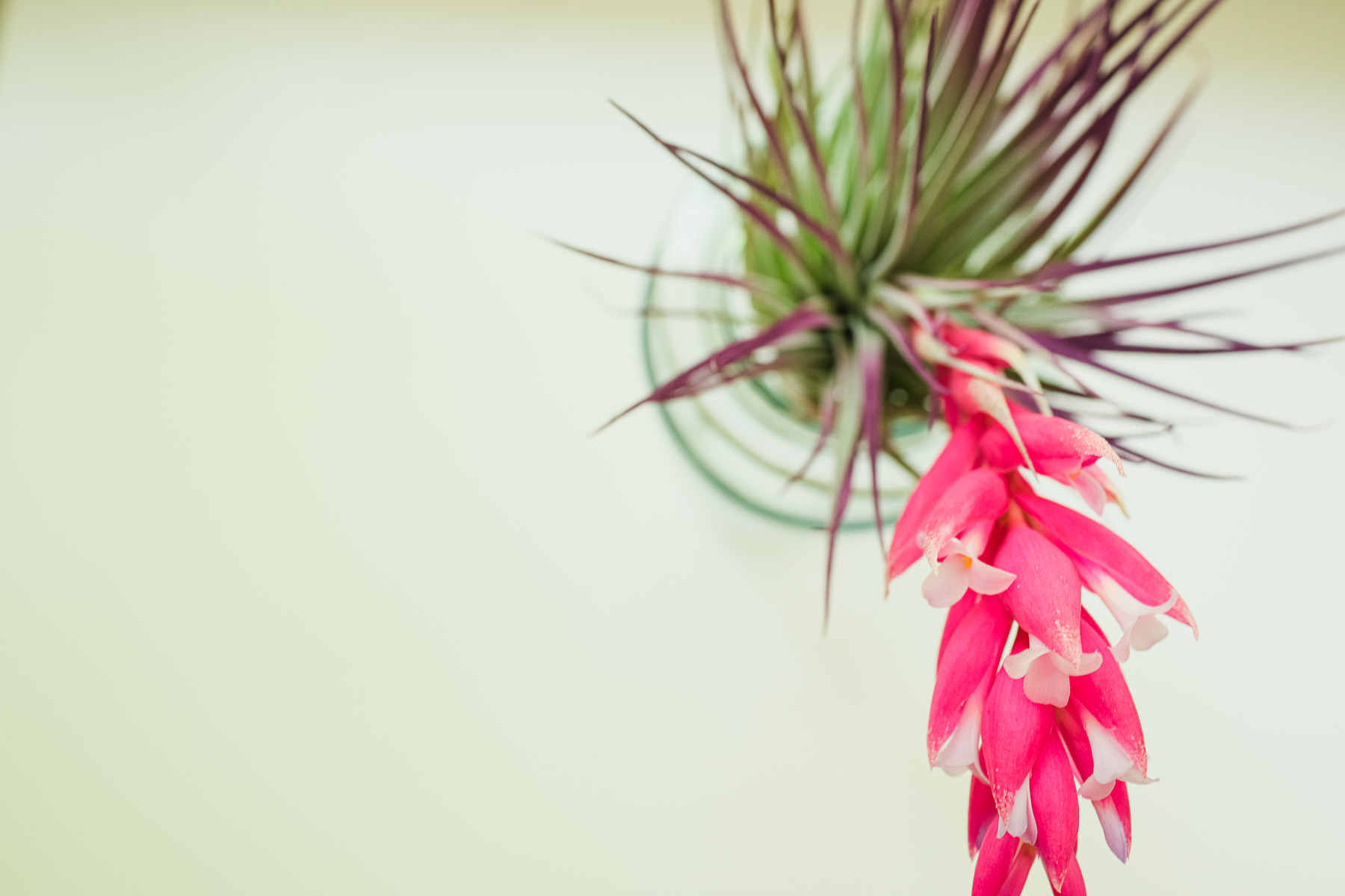 Types of Air Plants in the Tillandsia Family Simply Living NC