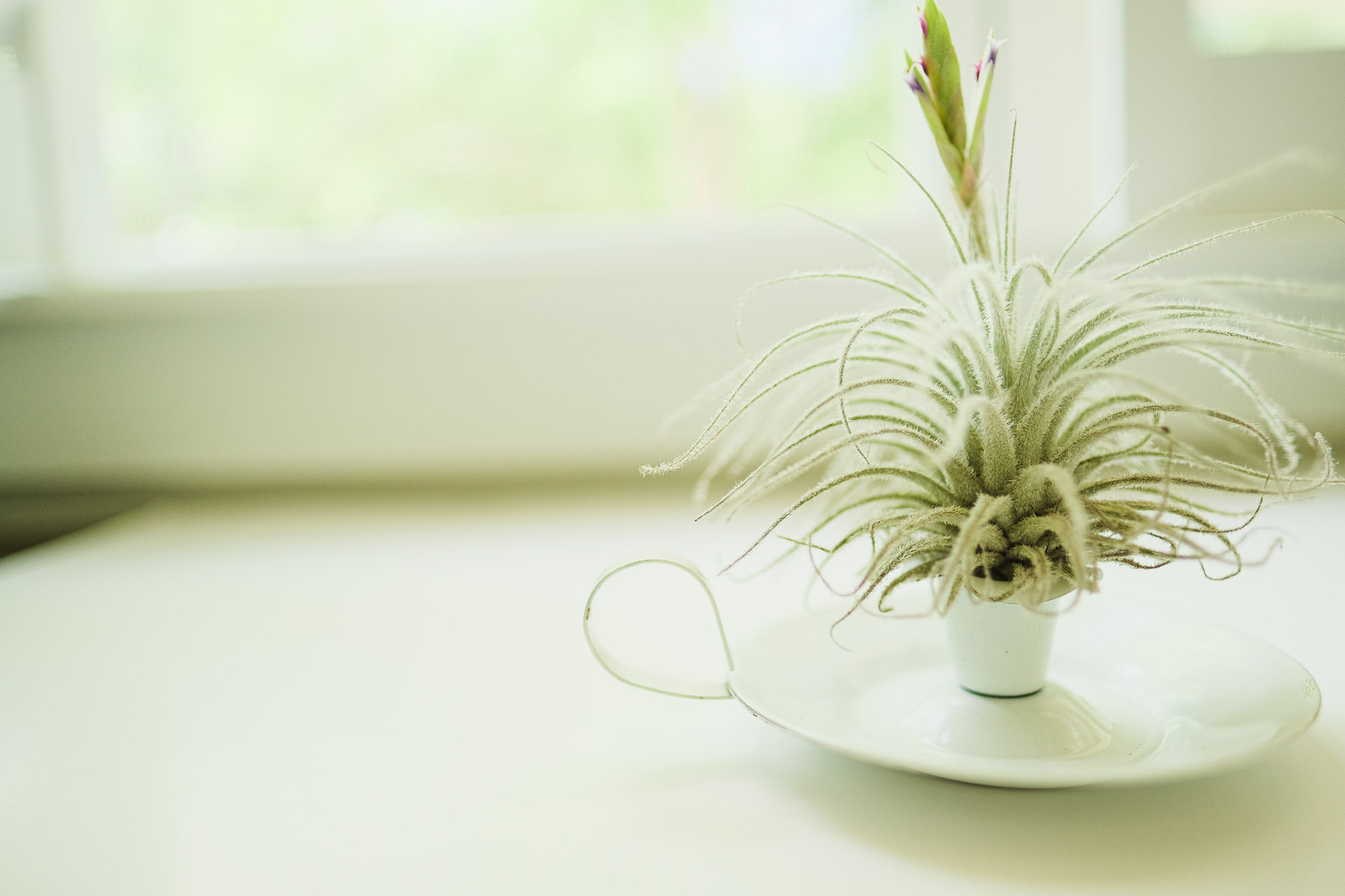 Types of Air Plants in the Tillandsia Family Simply Living NC