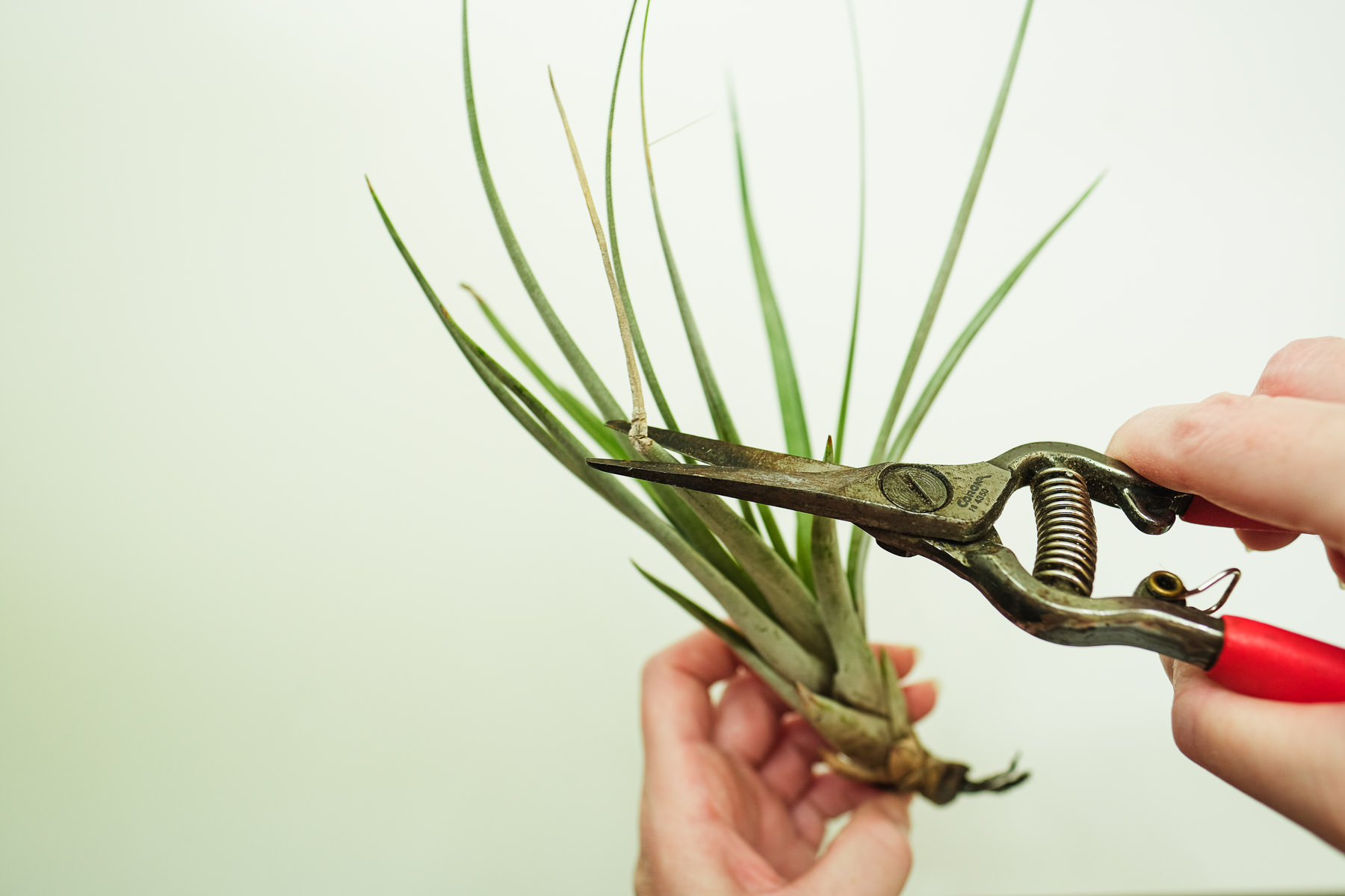 Types of Air Plants in the Tillandsia Family Simply Living NC