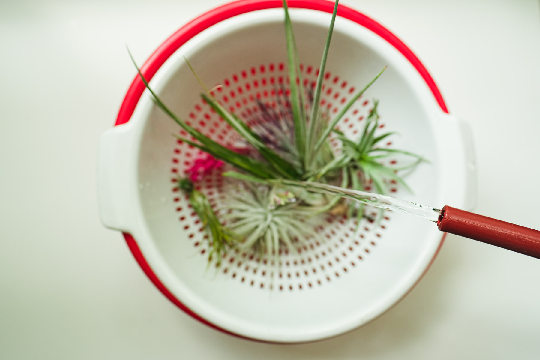 Types of Air Plants in the Tillandsia Family Simply Living NC