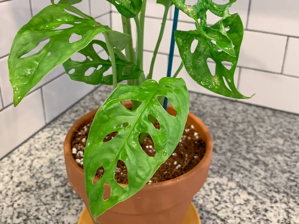 monstera swiss cheese vine logee's unboxing, care and fungus gnat prevention - Simply Living NC