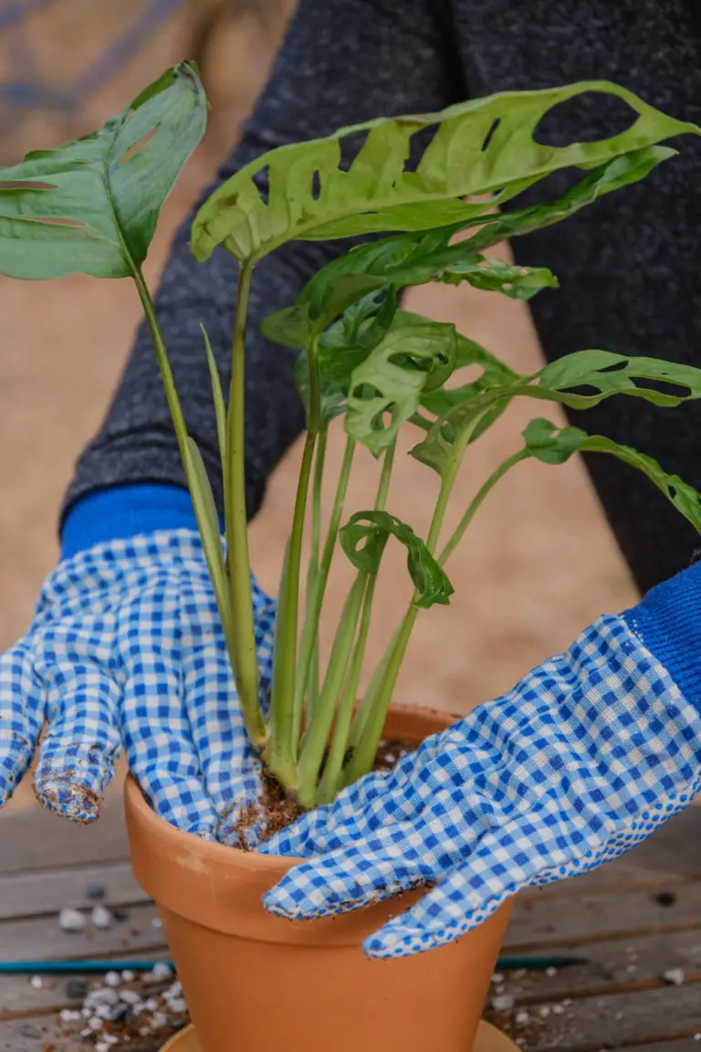 Monstera Vine Swiss Cheese Plant (Monstera adansonii) Logee's Unboxing