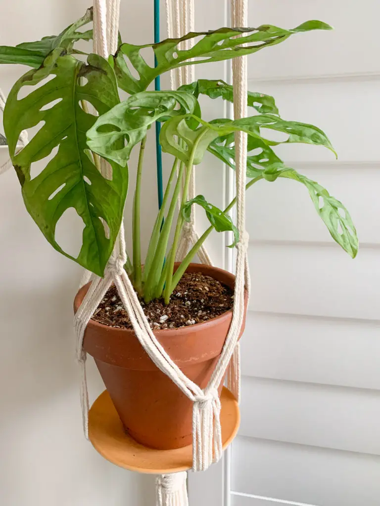 Monstera Vine Swiss Cheese Plant (Monstera adansonii) Logee's Unboxing