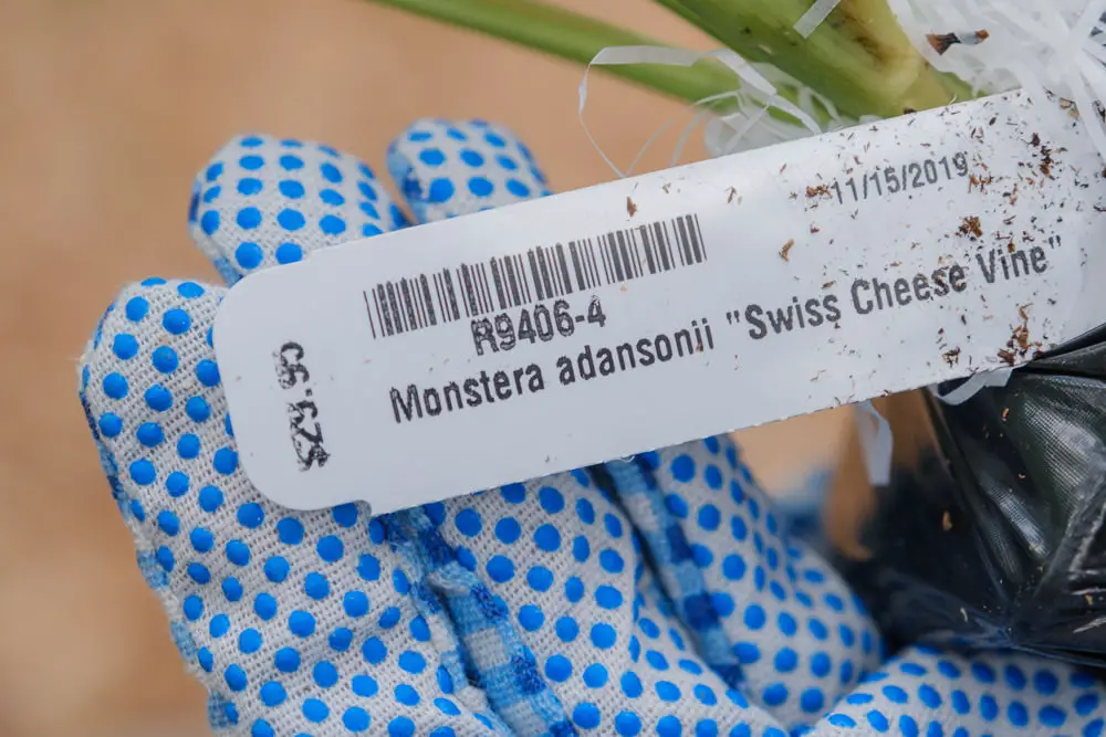 Monstera Vine Swiss Cheese Plant (Monstera adansonii) Logee's Unboxing, Care & Fungus Gnat Prevention | Simply Living NC