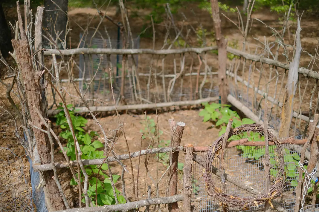 VICTORY GARDENS WITH FORAGED ITEMS WHILE QUARANTINED | SIMPLY LIVING NC