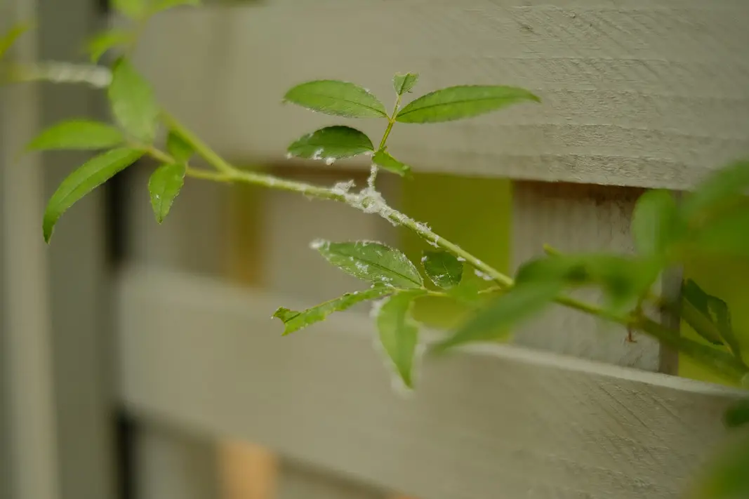 Whiteflies on Your Garden Plants & Houseplants; how get rid of pests with my 5 Step Solution