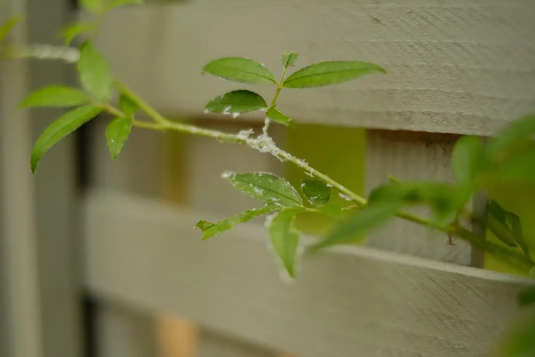 Whiteflies on Your Garden Plants & Houseplants; how get rid of pests with my 5 Step Solution | Simply Living NC