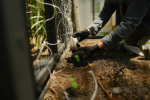 DIY Custom Vegetable Garden Fence; black cottage design irrigation | Simply Living NC
