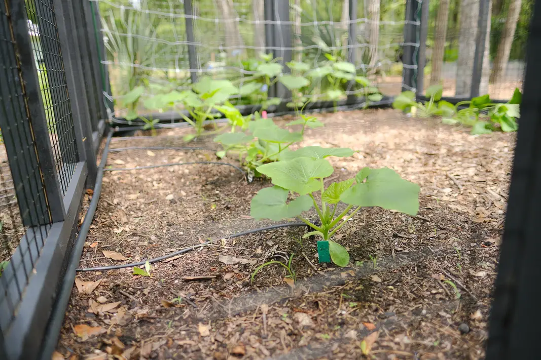 DIY Vegetable Garden Drip Irrigation; made easy | Simply Living NC