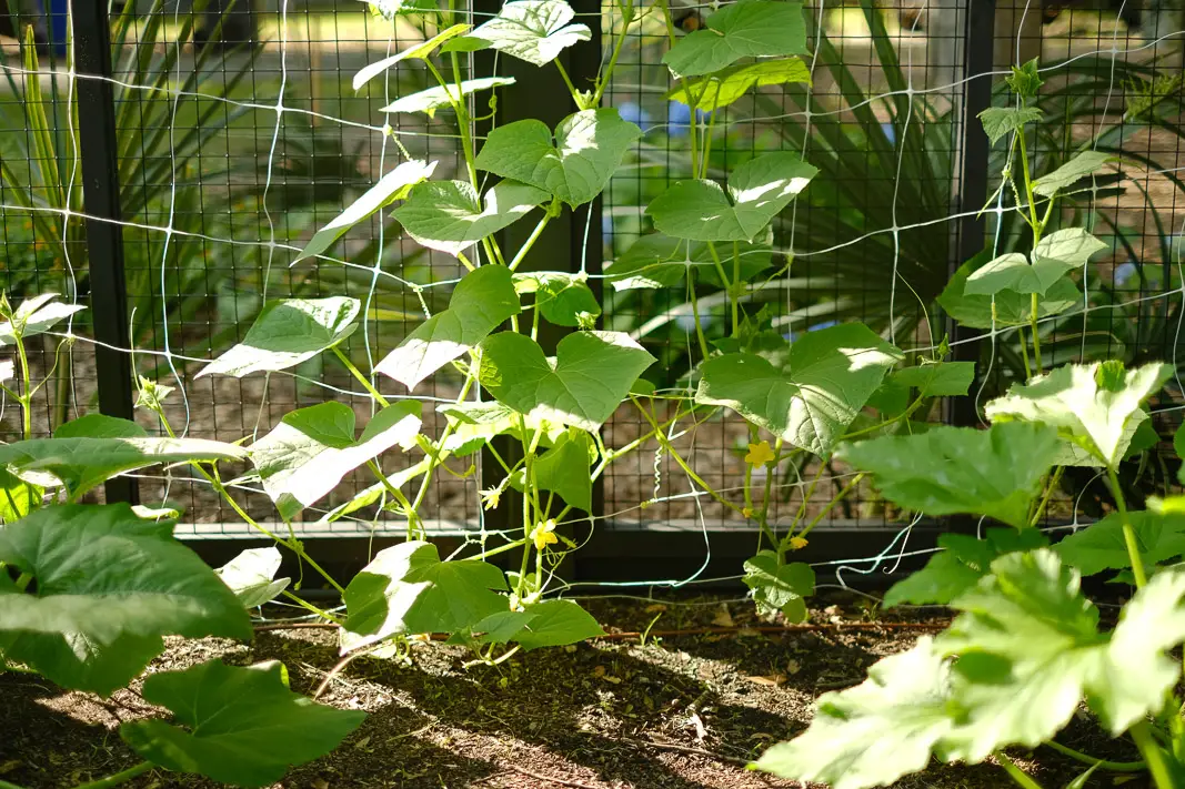 How to Grow Pickling Cucumbers on a Simple Trellis | Simply Living NC