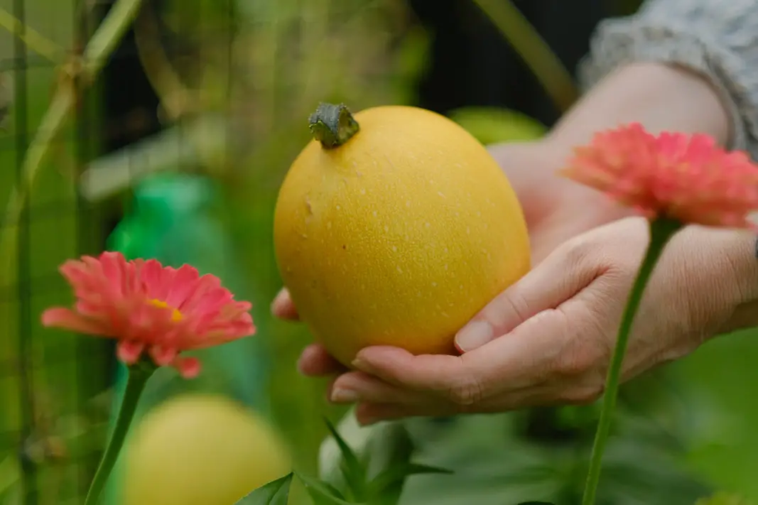 Spaghetti Squash; Small Wonder Winter Squash, How to Harvest, Bake, Cook & Eat; grow your own food