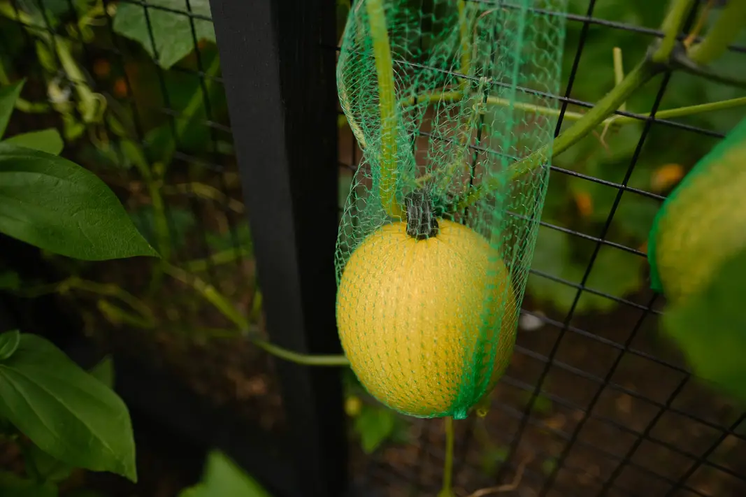 Spaghetti Squash; Small Wonder Winter Squash, How to Harvest, Bake, Cook & Eat; grow your own food