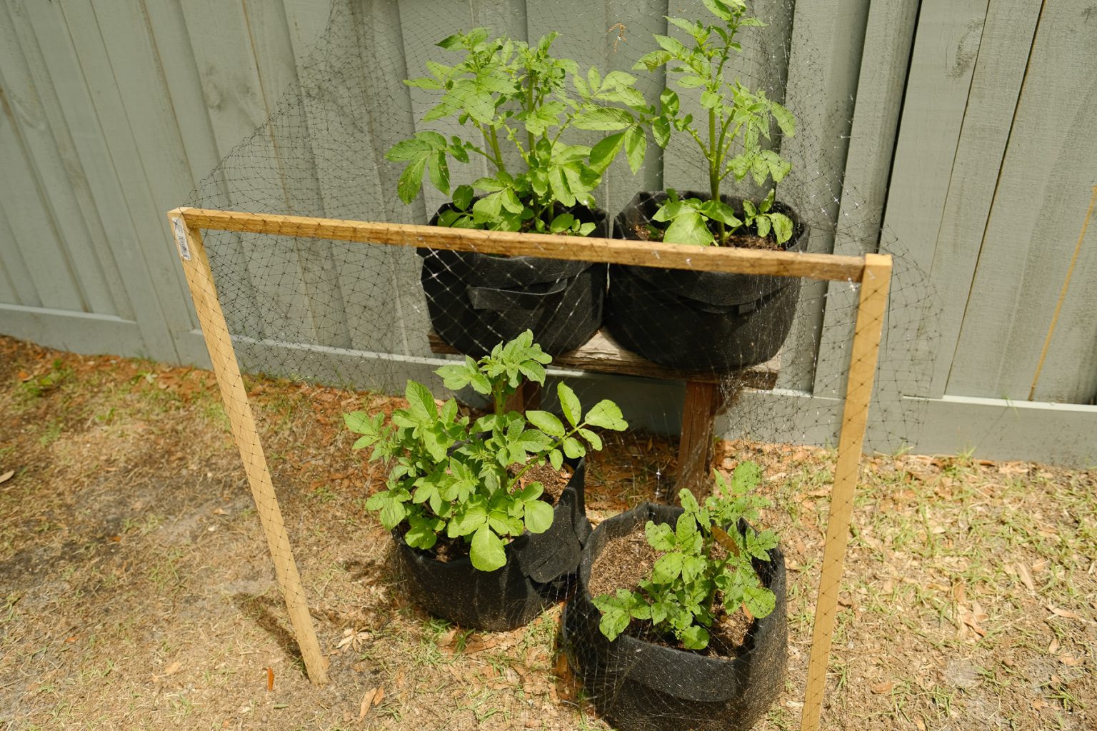 How to Grow Potatoes in Bags, Containers and Small Spaces Simply