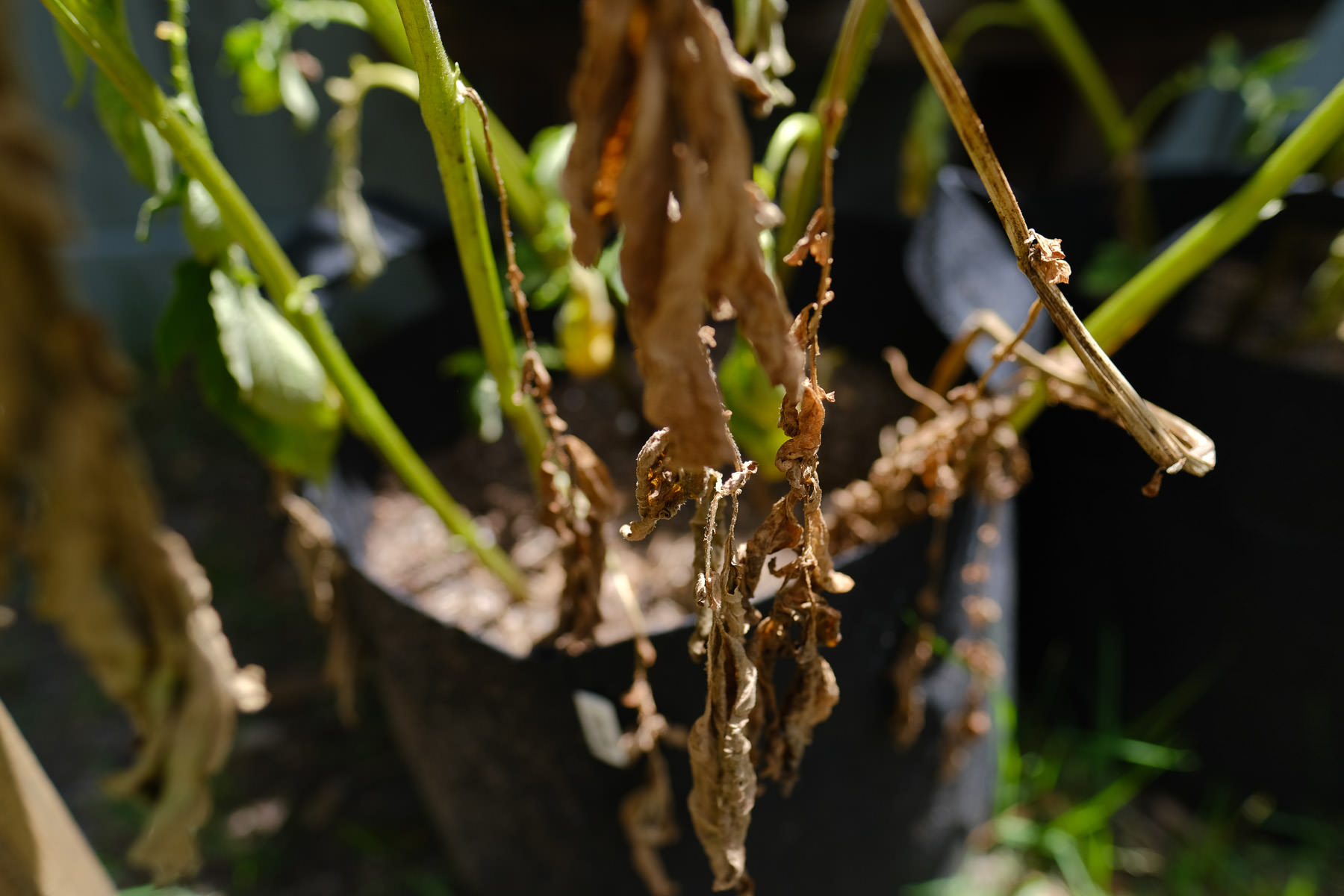 How to Grow Potatoes in Bags, Containers and Small Spaces Simply Living NC