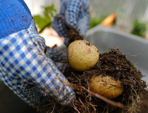How to Grow Potatoes in Bags, Containers and Small Spaces
