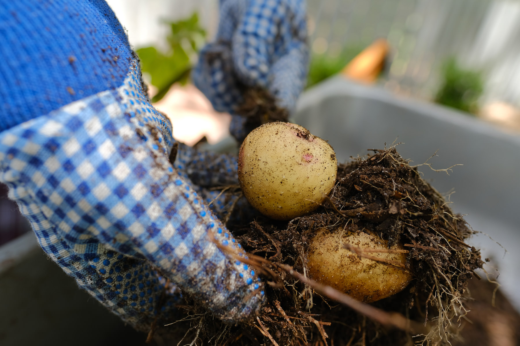 How to Grow Potatoes in Bags, Containers and Small Spaces Simply Living NC