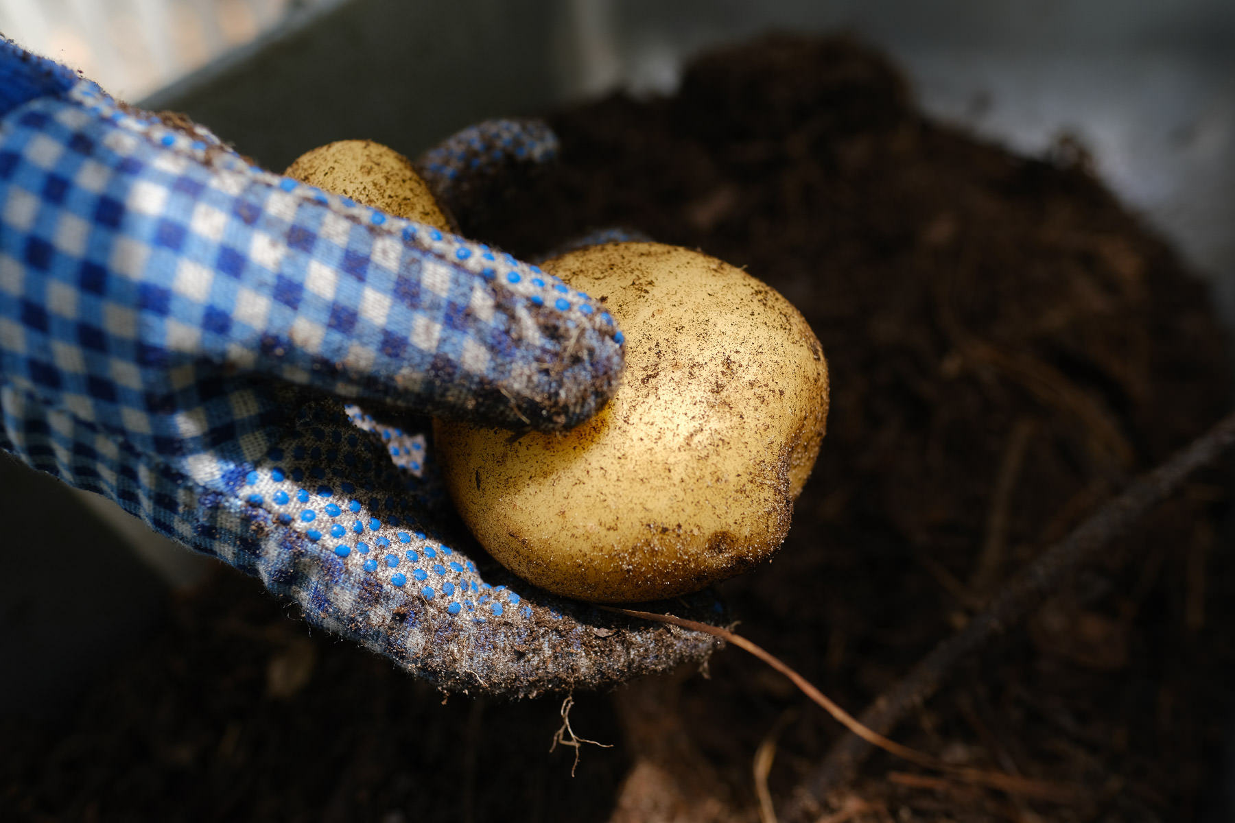 How to Grow Potatoes in Bags, Containers and Small Spaces Simply Living NC