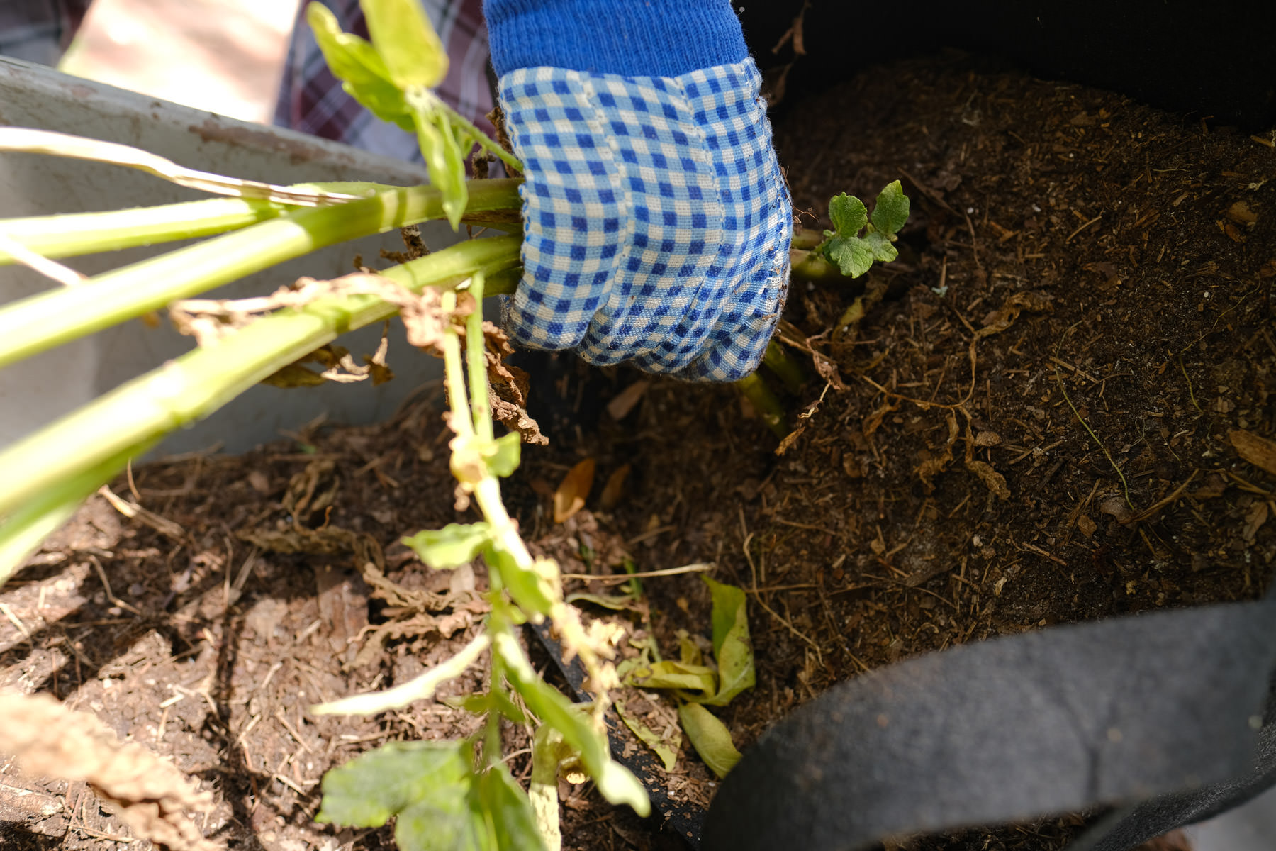 How to Grow Potatoes in Bags, Containers and Small Spaces Simply Living NC