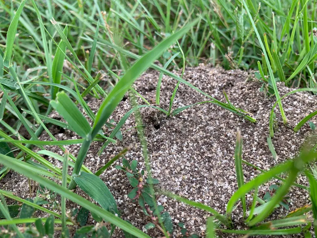 Get Rid of Fire Ants and Treat Bites & Stings with 4 simple products Simply Living NC