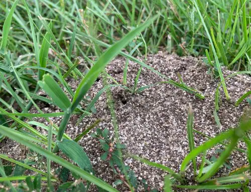 Get Rid of Fire Ants and Treat Bites & Stings with 4 simple products