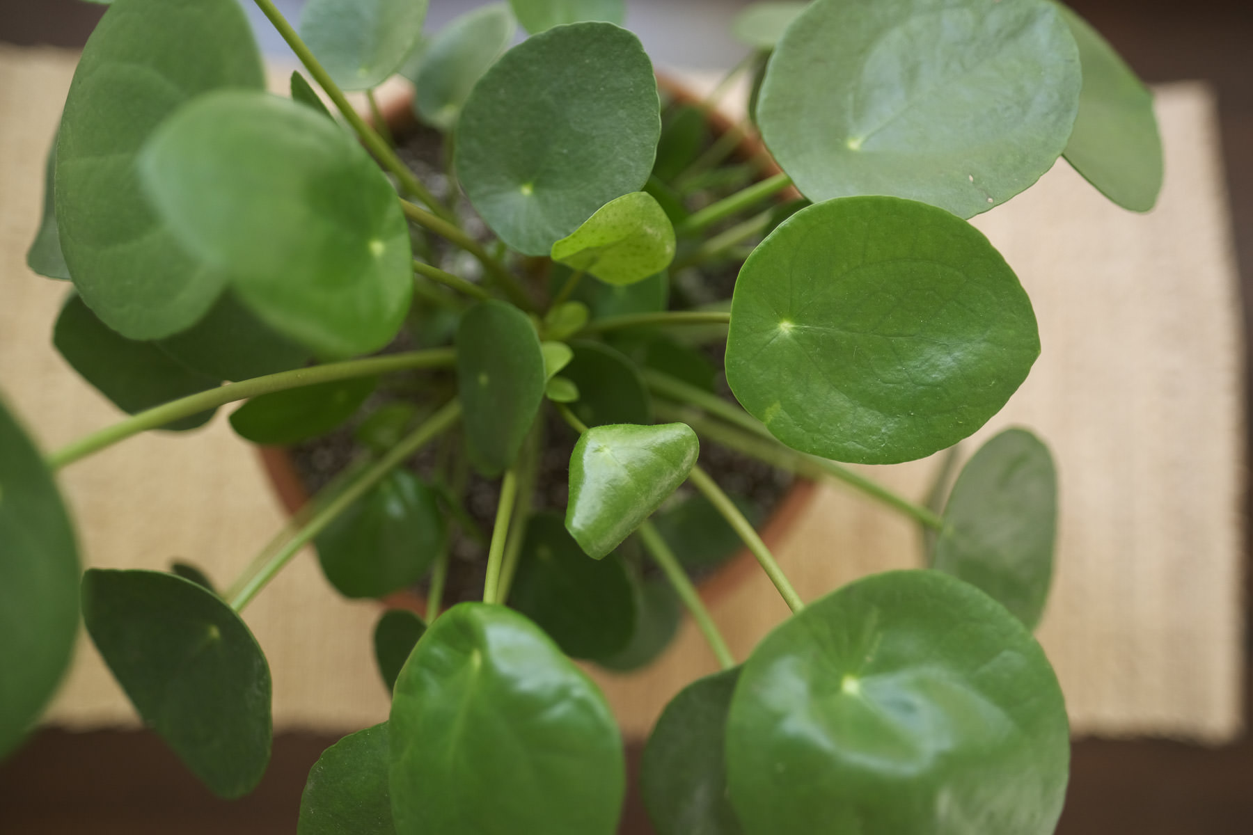 pilea