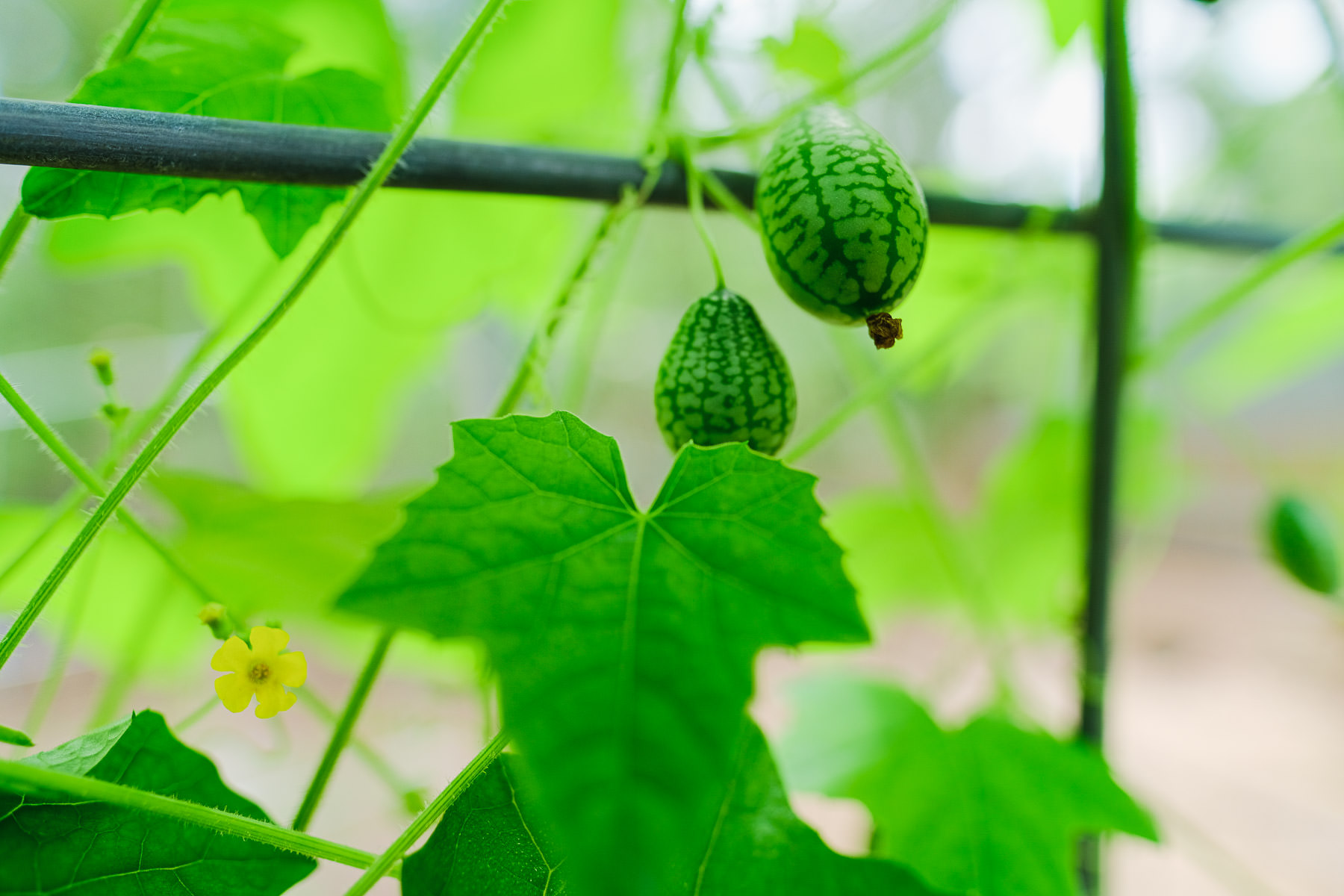 What is a Cucamelon Simply Living NC