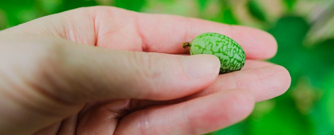 What is a Cucamelon Simply Living NC