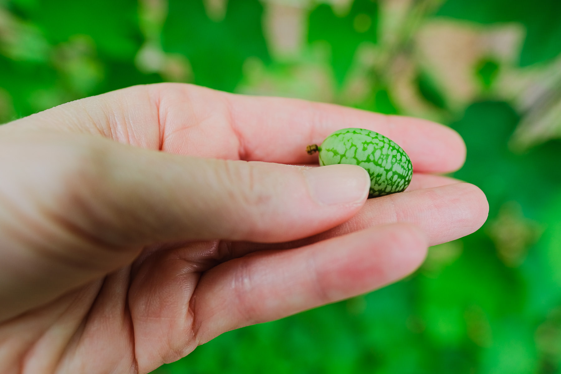 What is a Cucamelon Simply Living NC