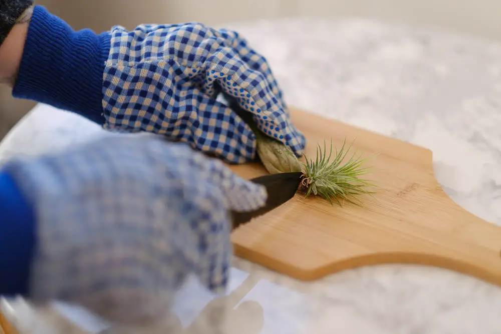 How to Propagate Air Plants Simply Living NC