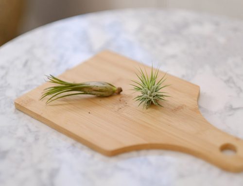 How to Propagate Air Plants