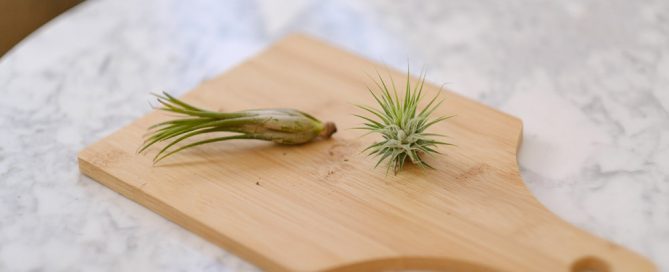 How to Propagate Air Plants Simply Living NC