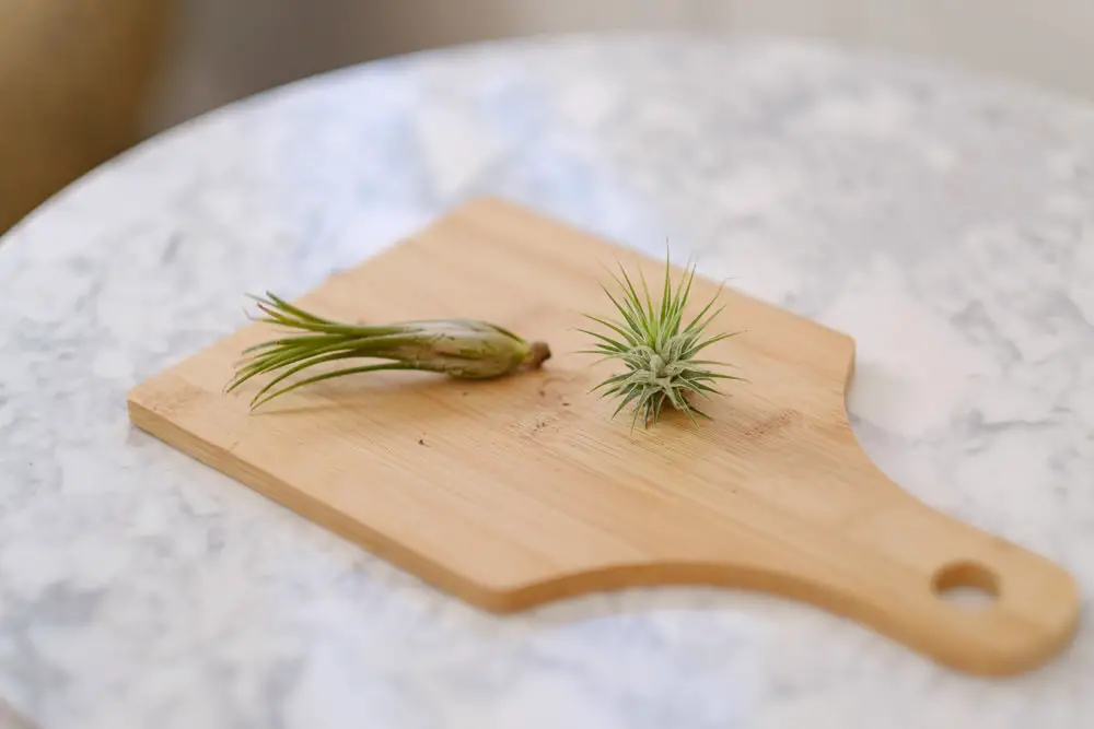 How to Propagate Air Plants Simply Living NC