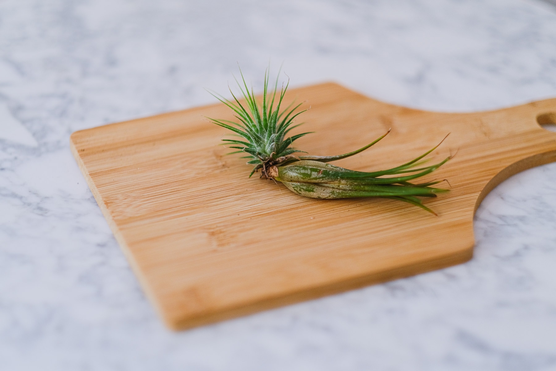 How to Propagate Air Plants Simply Living NC