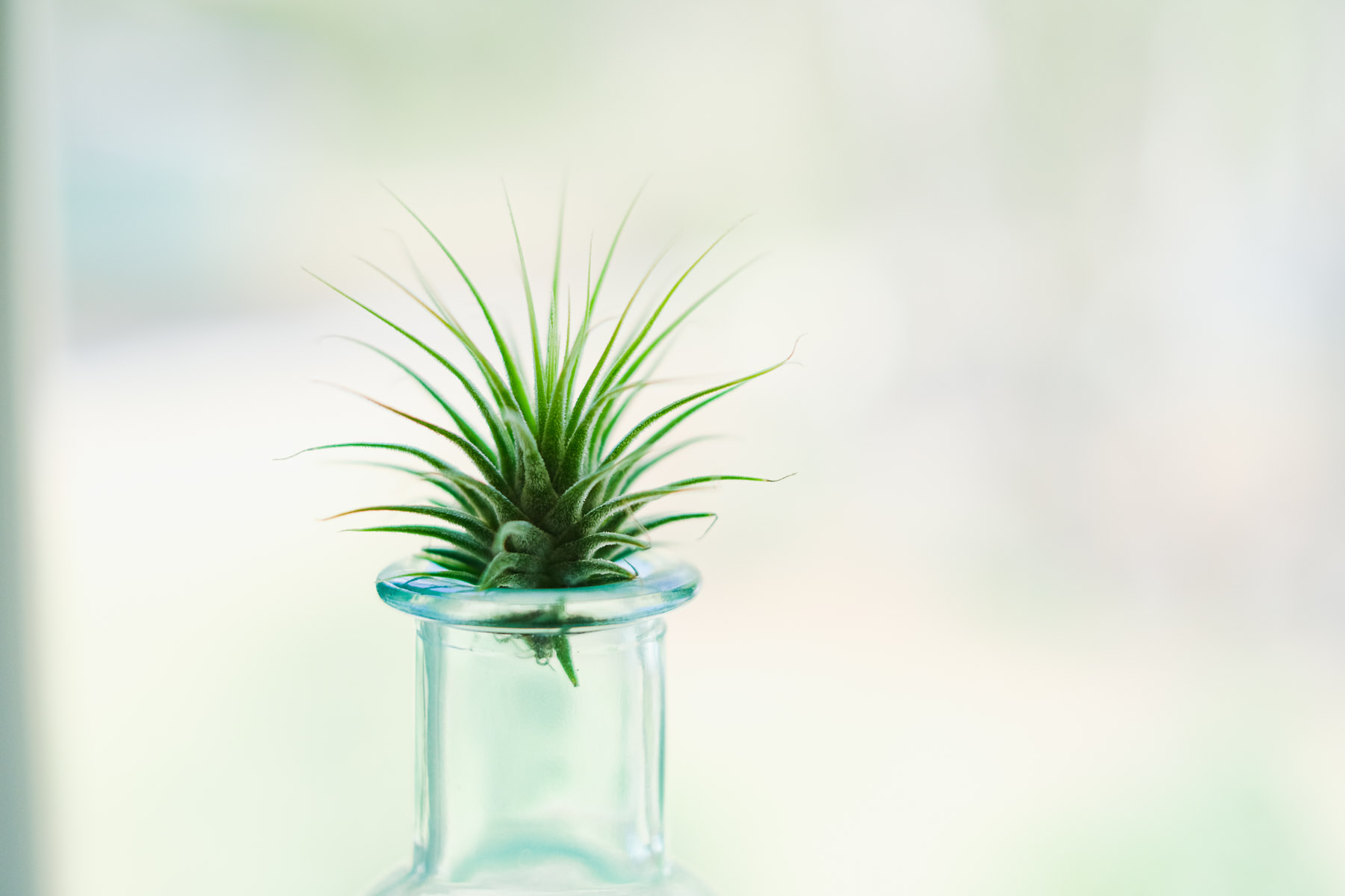 How to Propagate Air Plants Simply Living NC